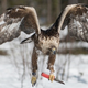 Illustration for article titled Yes, that really is an eagle wielding a knife